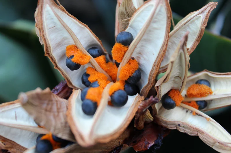 Vibrant orange Bird of Paradise seed — the inspiration behind Teva Wonders